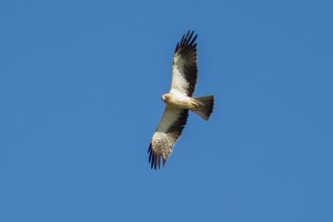 Booted Eagle - Catherine Hamilton