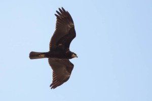 Juvenile Marsh Harrier - Luke Tiller