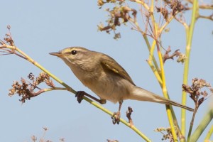 Willow Warbler - Luke Tiller