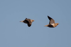 Black-bellied Sandgrouse - Luke Tiller