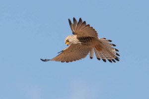 Kestrel - Luke Tiller