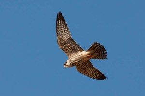 Red-footed Falcon - Luke Tiller