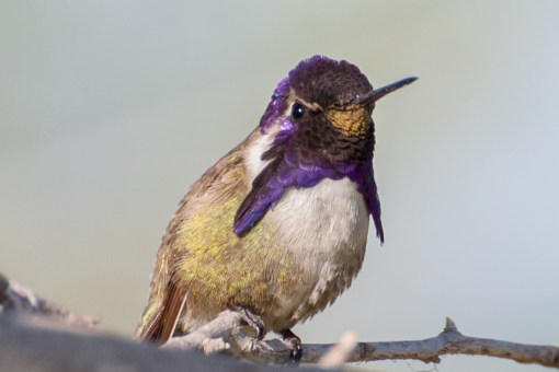 17256796699_f2361efc5f_o