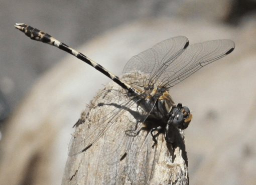 Screen Shot 2016-07-25 at 10.24.45 AM